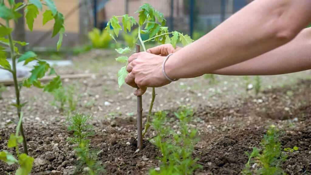 Plant Trees