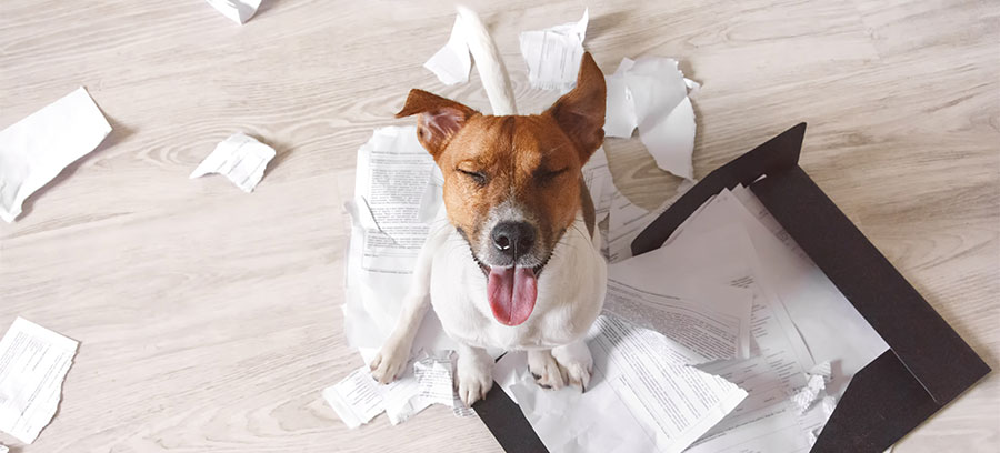 Dog Ate Paper Wallet